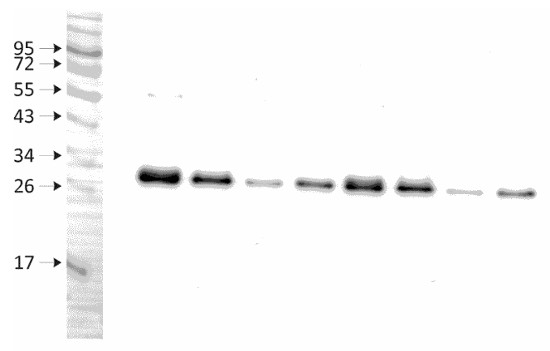 western blot using anti-Lhcb2-P | LHCII type II chlorophyll a/b-binding protein, phosphorylated on maize samples